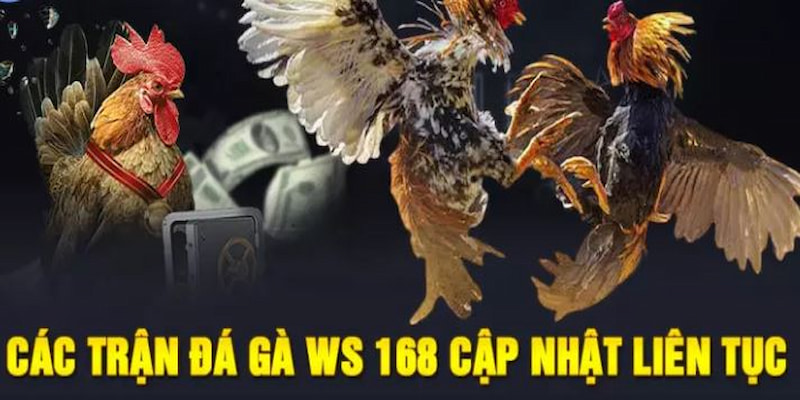 Đá Gà WS168 King88 – Đấu Trường Online Số 1