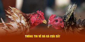 Đá Gà Cựa Sắt Đỉnh Cao - Bí Quyết Thắng Lớn Cho Cao Thủ